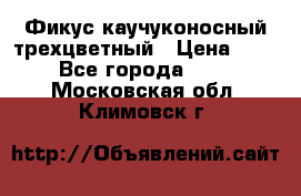 Фикус каучуконосный трехцветный › Цена ­ 500 - Все города  »    . Московская обл.,Климовск г.